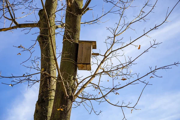 Wooden Birdhouse Birds Tree Forest Sky — Stock Photo, Image