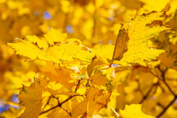 Maple Branches Yellow Leaves Autumn Light Sun Dry Autumnal Leaves — Stock Photo, Image