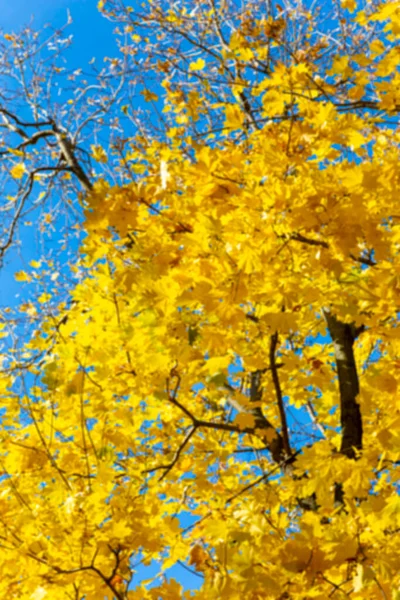 Hintergrund Der Unscharfen Blätter Des Herbst Ahorns Licht Der Sonne — Stockfoto