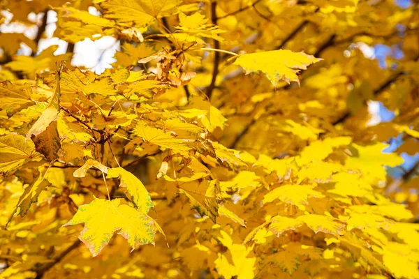 Maple Branches Yellow Leaves Autumn Light Sun Dry Autumnal Leaves — Stock Photo, Image