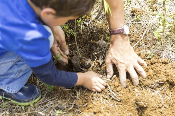 Far och son plantering — Stockfoto