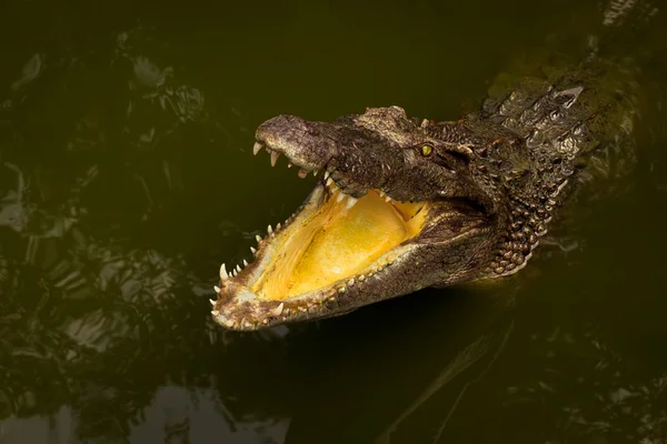 Un crocodile montrant des dents — Photo