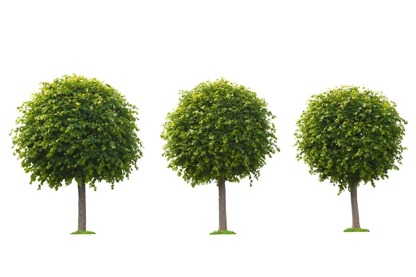 Reihe grüner Bäume isoliert auf weißem Hintergrund — Stockfoto