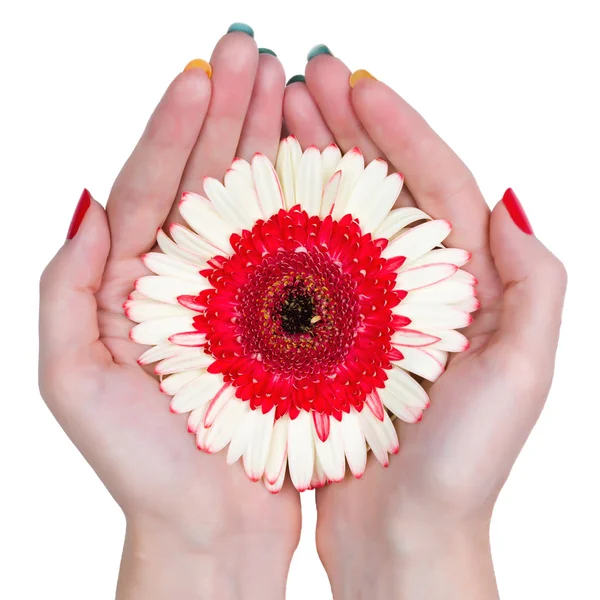 Mains de femme tenant une fleur isolée sur fond blanc — Photo