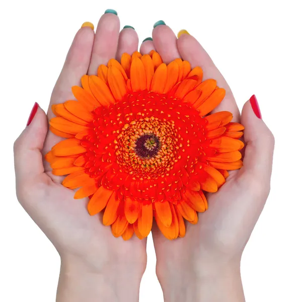 Woman hands holding a flower isolated on white background — Stock Photo, Image