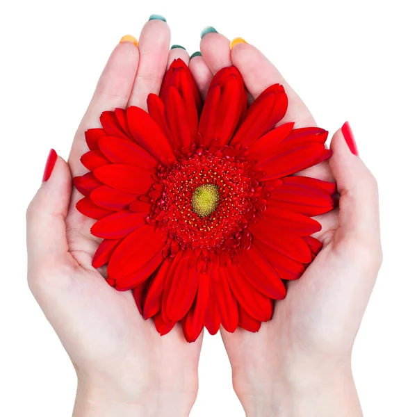 Mains de femme tenant une fleur isolée sur fond blanc — Photo