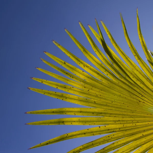 Groene plant — Stockfoto