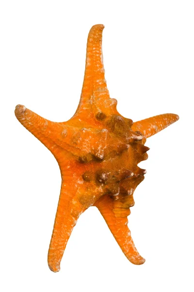 Mooie starfish geïsoleerd op witte achtergrond — Stockfoto