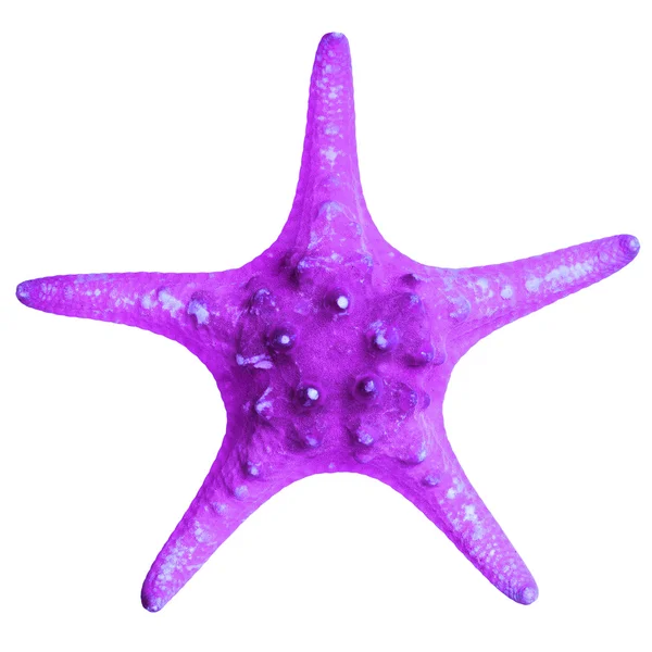 Bella stella marina isolata su sfondo bianco — Foto Stock