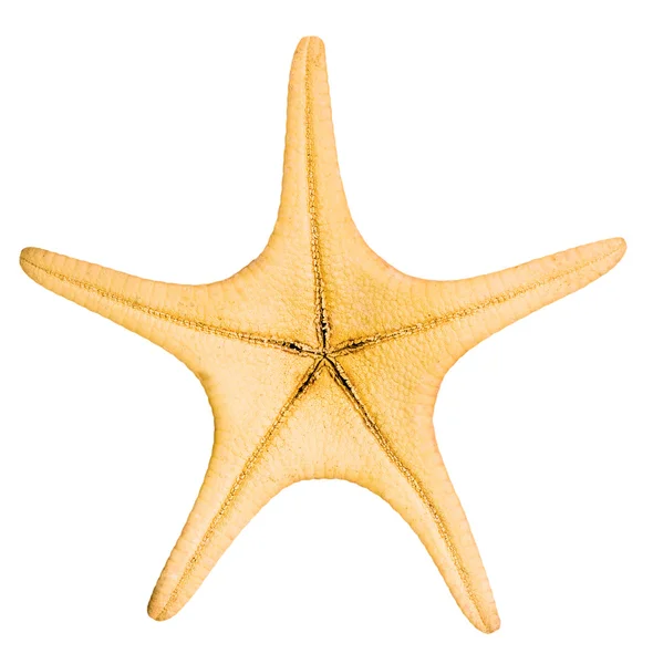 Mooie starfish geïsoleerd op witte achtergrond — Stockfoto