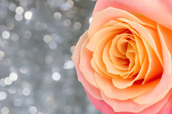 Beautiful rose — Stock Photo, Image