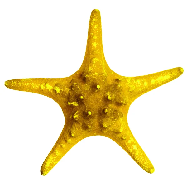 Bella stella marina isolata su sfondo bianco — Foto Stock