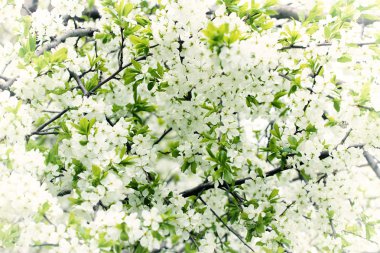 Çiçek açan elma ağacı