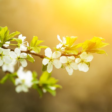 Çiçek açan elma ağacı