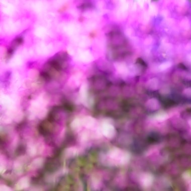 Violet Arkaplanı