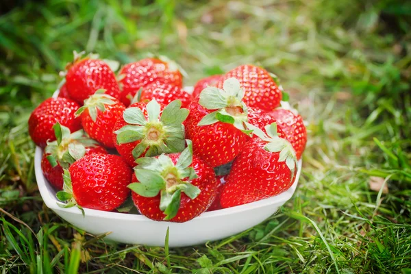 Ciotola con fragole — Foto Stock