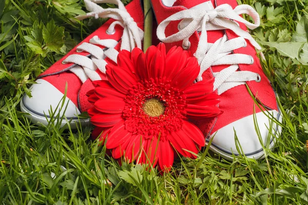 Sneakers and flower — Stock Photo, Image