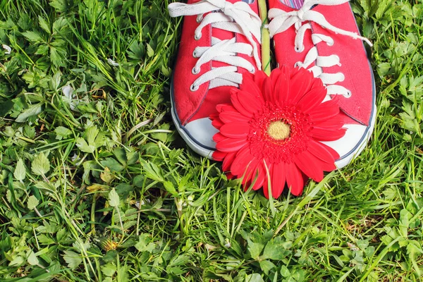 Sneakers with gerbera — Stock Photo, Image