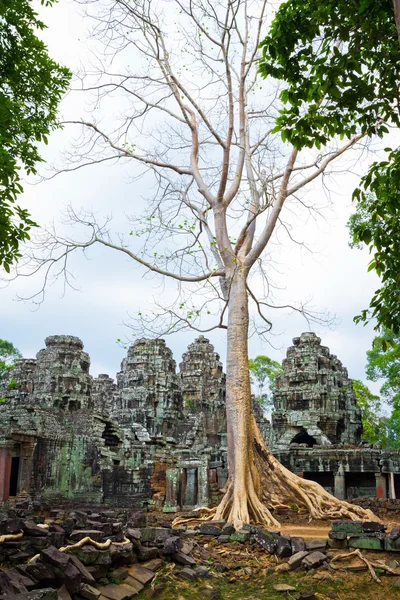 Arbre géant à Siem Reap — Photo