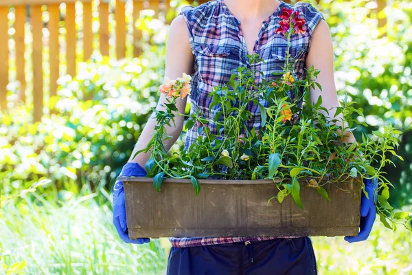 Joven jardinero —  Fotos de Stock