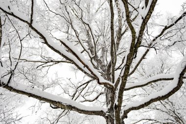 Kış günü ağaçların dallarında beyaz kar