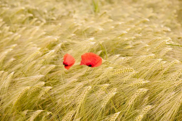 Pšeničné pole s máky — Stock fotografie