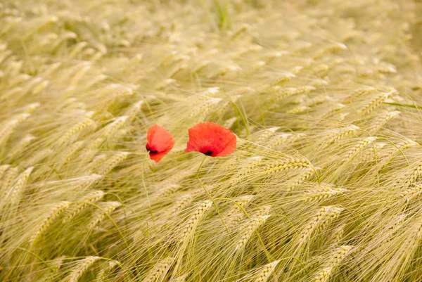 Champ de blé avec coquelicots — Photo