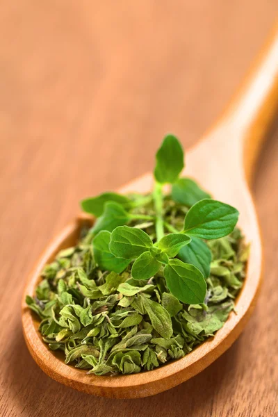 Oregano — Stockfoto