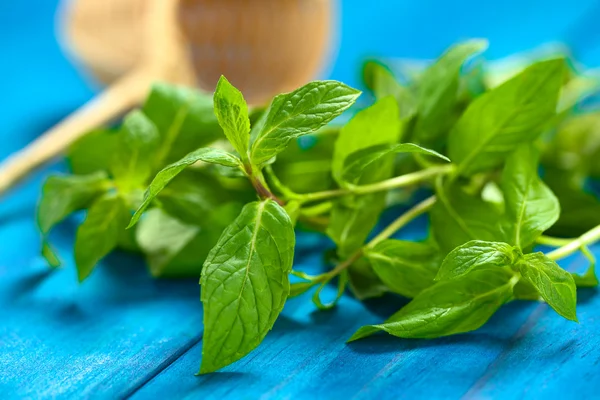 Mint Leaves — Stock Photo, Image