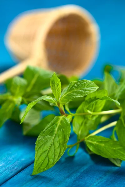 Mint Leaves — Stock Photo, Image