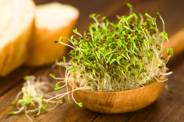 Alfalfa spruiten — Stockfoto