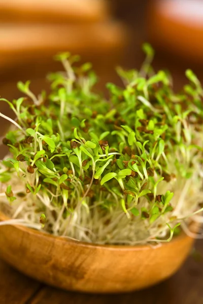 Alfalfa spruiten — Stockfoto