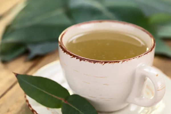 Chá de eucalipto — Fotografia de Stock