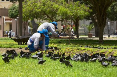 Bahçıvan parque de kennedy miraflores, lima, Peru