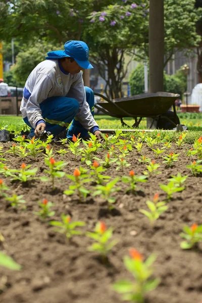 Tukang kebun di Parque Kennedy di Miraflores, Lima, Peru — Stok Foto