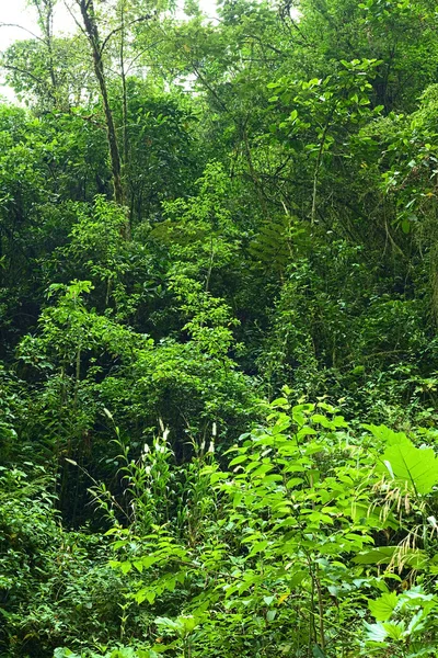 Floresta de nuvens no Equador — Fotografia de Stock