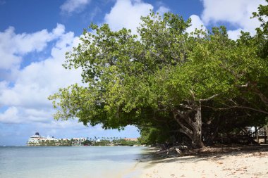 ORANJESTAD, ARUBA - 16 Aralık 2020: Fofoti ağaçları (lat. Conocarpus erectus) Surfside sahili boyunca Rönesans Resort ve arkada bir yolcu gemisi, Karayip adası Aruba 'da Oranjestad' da (Seçici Odak, ön tarafa odaklan)