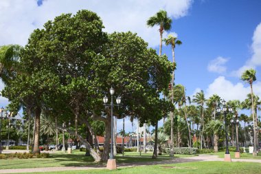 ORANJESTAD, ARUBA - DECEMBER 16, 2020: Seagrape tree (lat. Coccoloba uvifera) in Wilhelmina Park in the city center of Oranjestad on the Caribbean island of Aruba (Selective Focus, Focus on the front of the image)