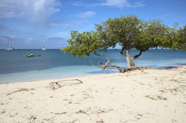 ORANJESTAD, ARUBA - 4 Aralık 2021: Fofoti ağacı (lat. Conocarpus erectus) Kumlu Surfside Sahili 'nde, insanlar küçük bir teknede kürek çekiyor ve iki katamarlı arkada, Karayip adası Aruba' da Oranjestad 'da demirliyor.