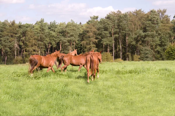 Caballos van en el pasto . — Foto de Stock