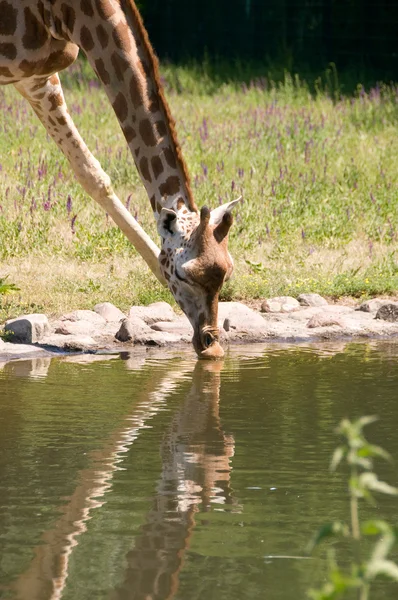 Giraffa beve acqua . — Foto Stock
