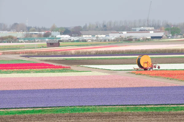 Felder mit Tulpen und Hyazinthen — Stockfoto