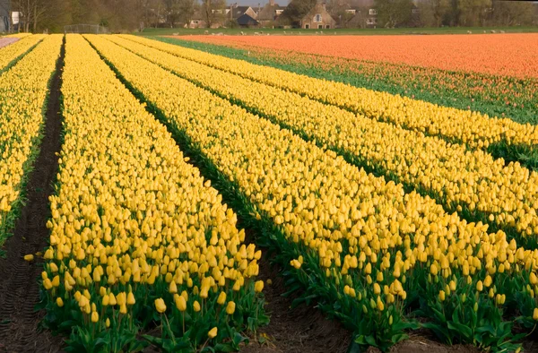 Felder mit Tulpen und Hyazinthen. — Stockfoto