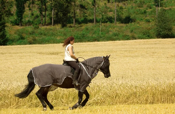 "Clothes" for horses to protect against insects. — Stock Photo, Image