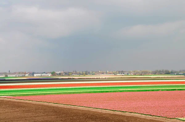 Gebied van tulpen en hyacinten — Stockfoto