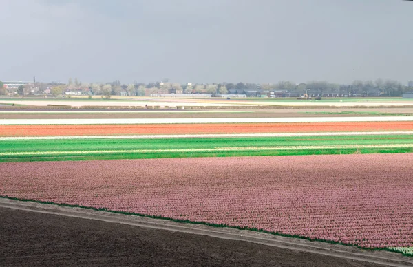 Campos de tulipanes y jacintos . —  Fotos de Stock