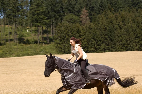 "Vêtements "pour chevaux pour se protéger contre les insectes . — Photo