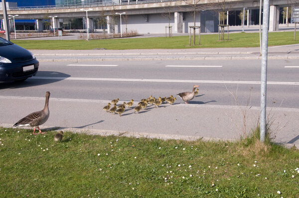 Wild goose, grey goose (Anser anser)