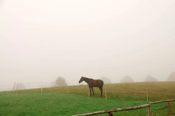 Koń pastwiskowy we mgle. — Zdjęcie stockowe