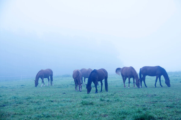 The horses grazing i in the fog.